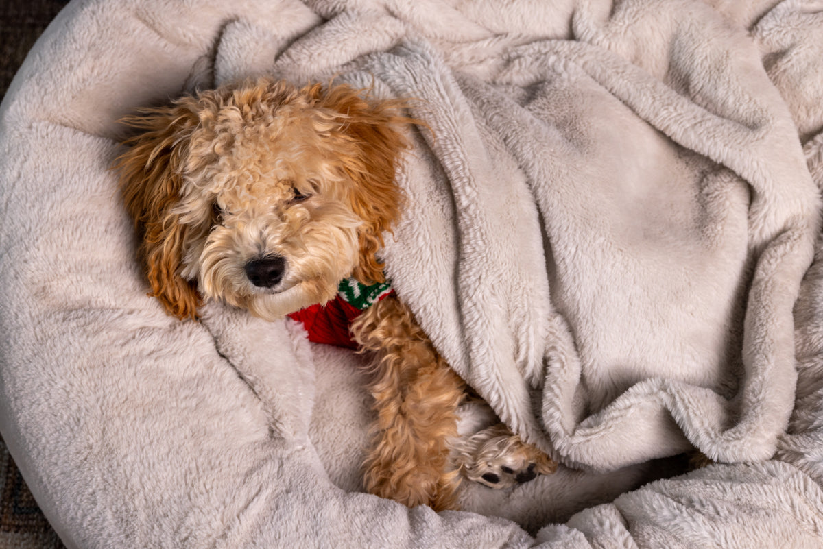 Pause for Paws Dog Bed