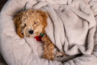 Pause for Paws Dog Bed