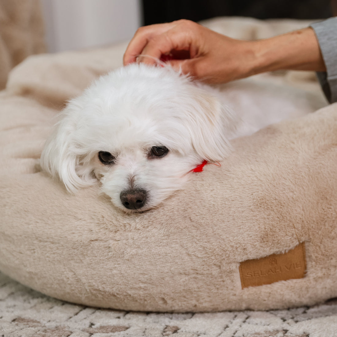 Pause for Paws Dog Bed